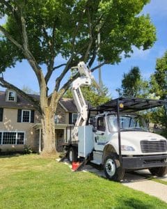 tree removal in haverford