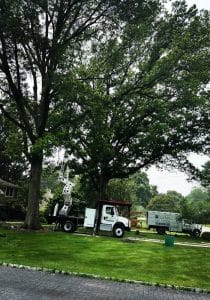 tree removal in Media