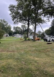 tree removal