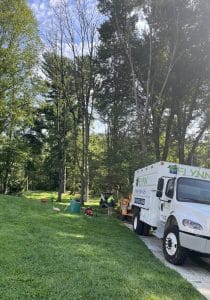 tree removal in media