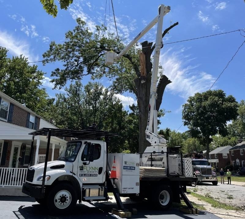 crane removing tree